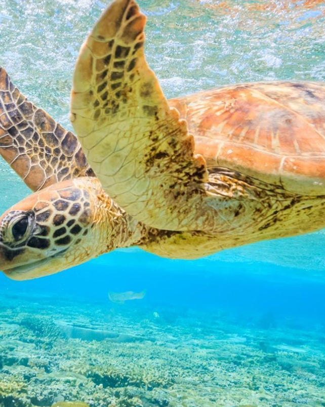 Great Barrier Reef